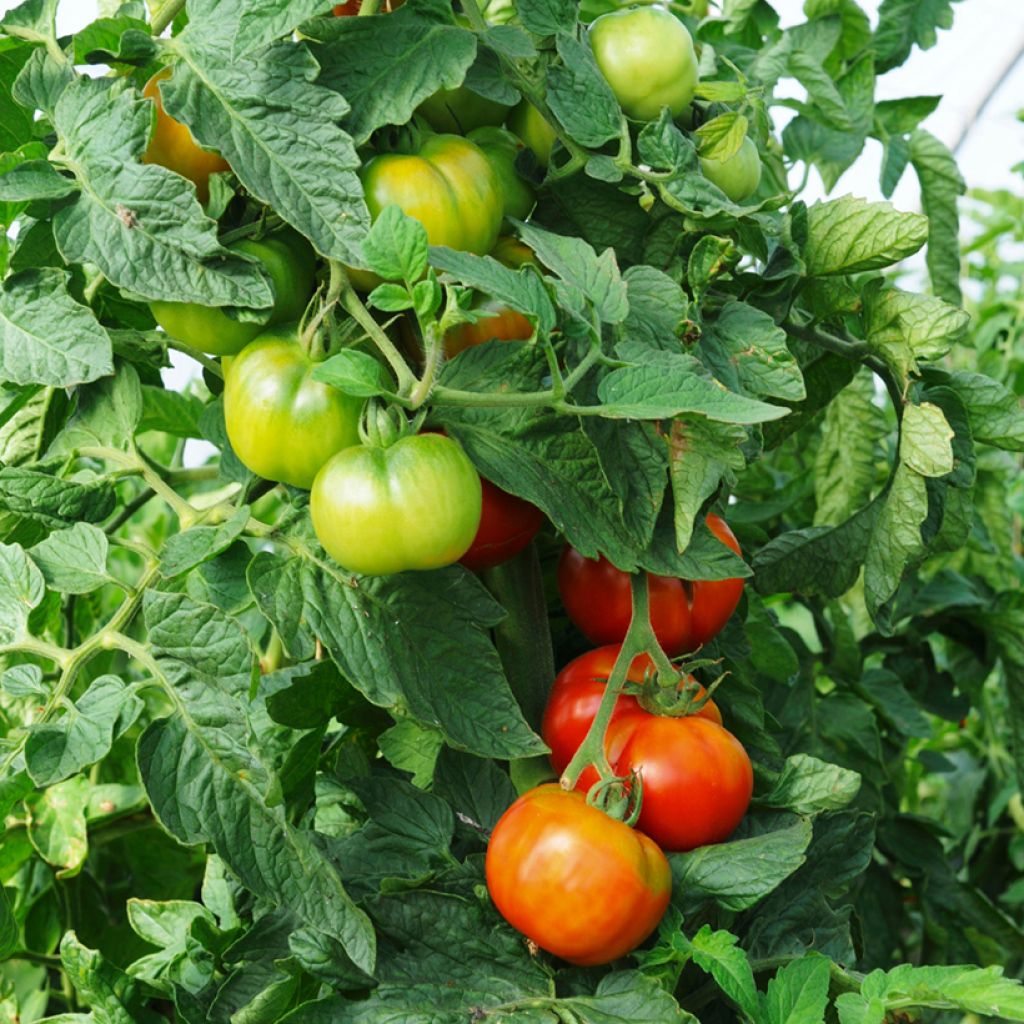 Bushtomate Faworyt (BIO Samen)