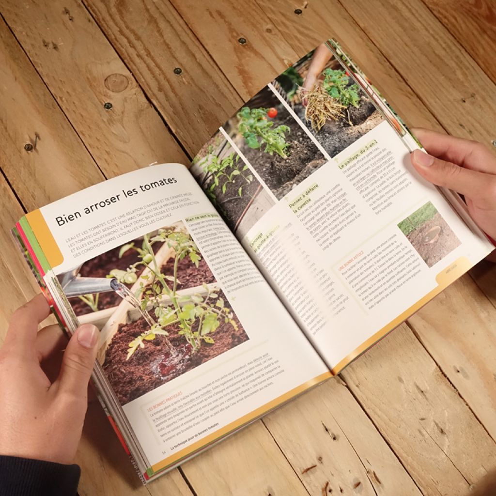 Tomates. Les variétés qui ont du goût et comment les cultiver