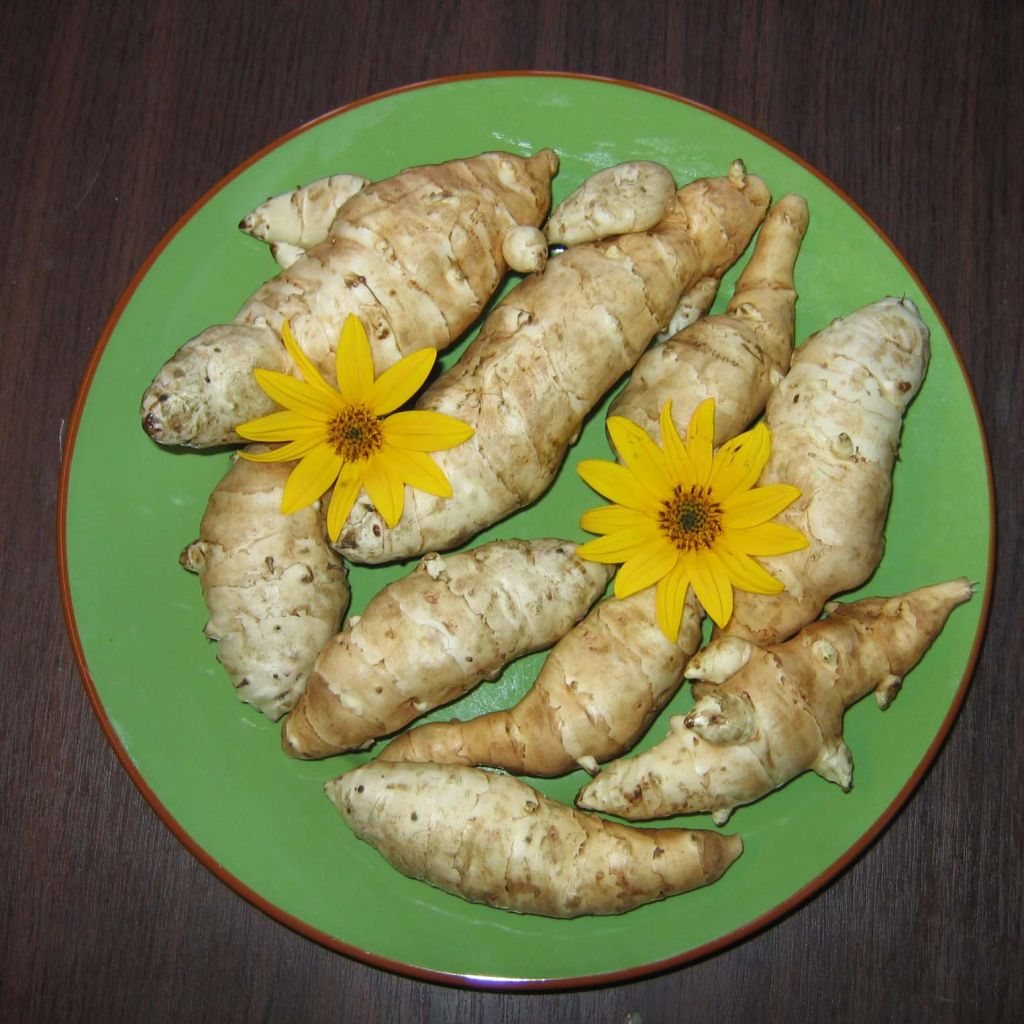 Topinambur Fuseau Culinaire - Helianthus tuberosus