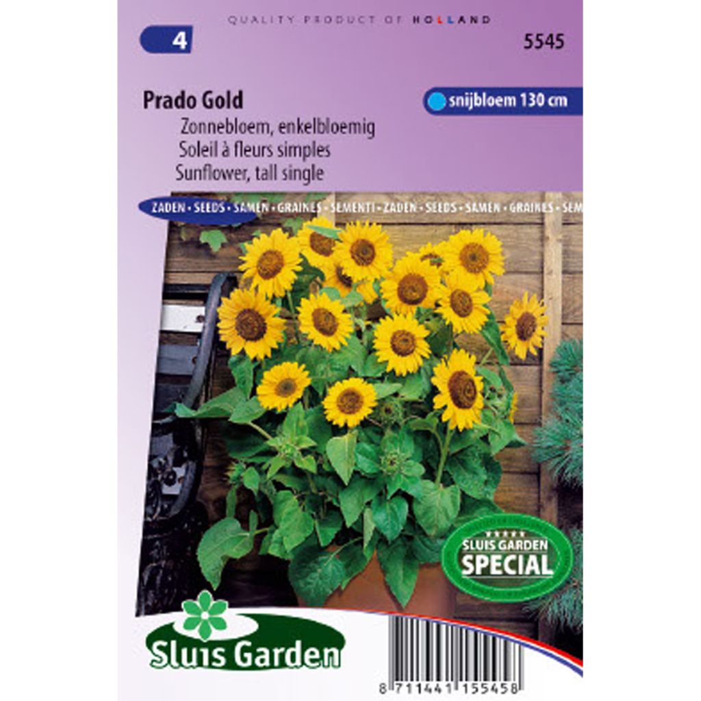 Gemeine Sonnenblume Prado Gold - Helianthus