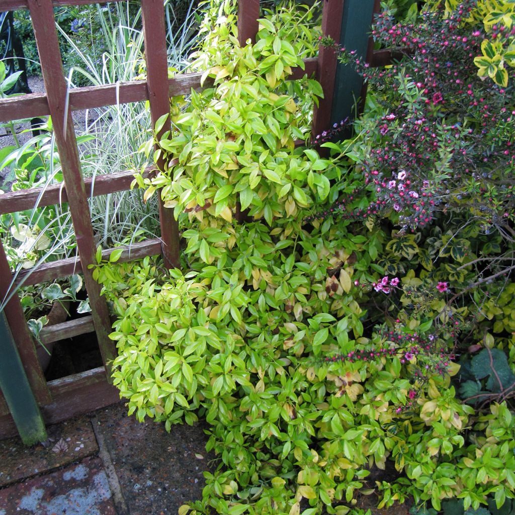 Sternjasmin Golden Memories - Trachelospermum