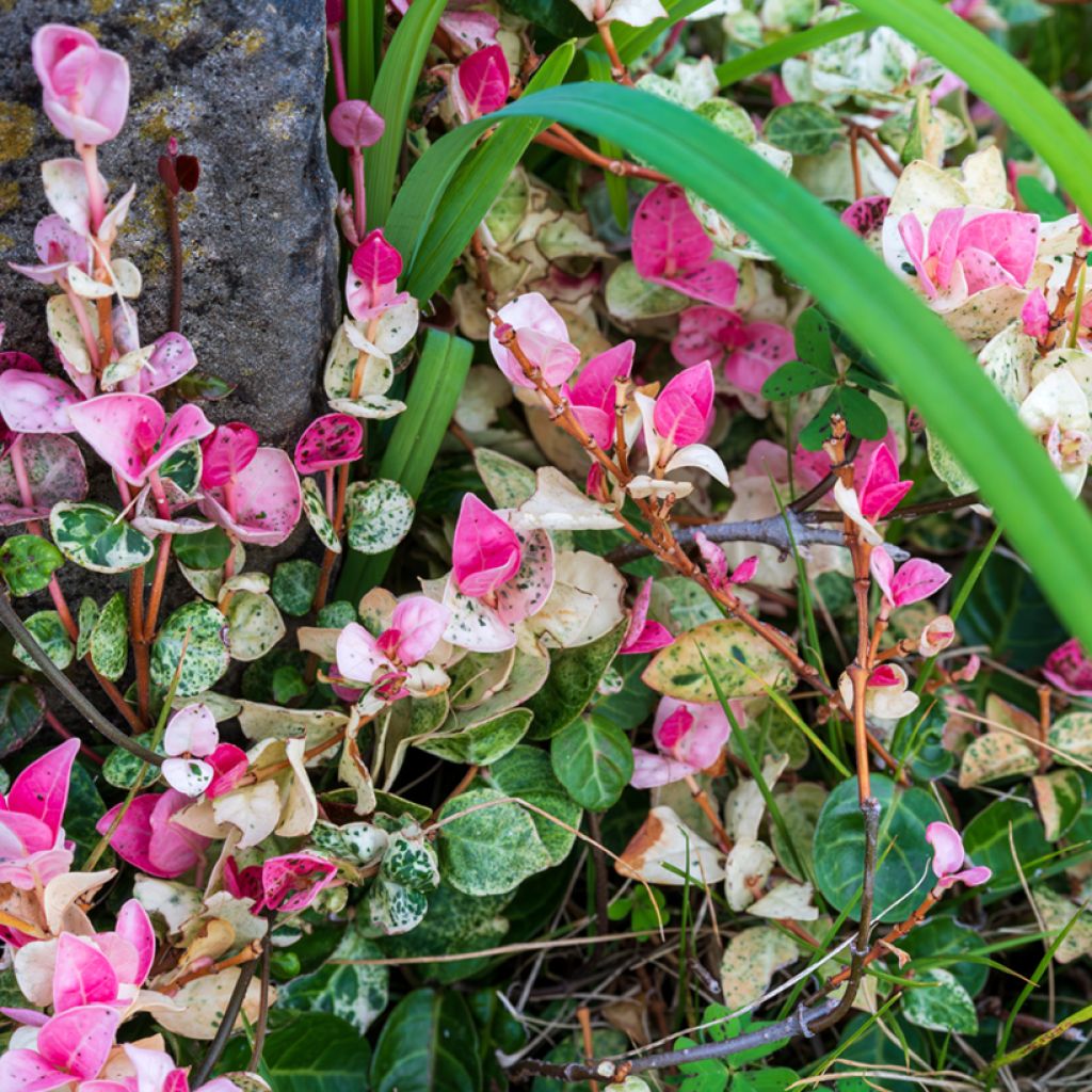 Gelber Sternjasmin Tricolor - Trachelospermum