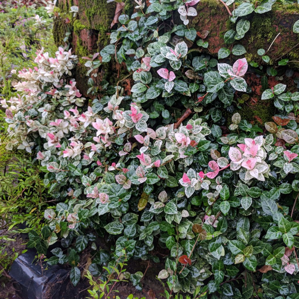Gelber Sternjasmin Tricolor - Trachelospermum