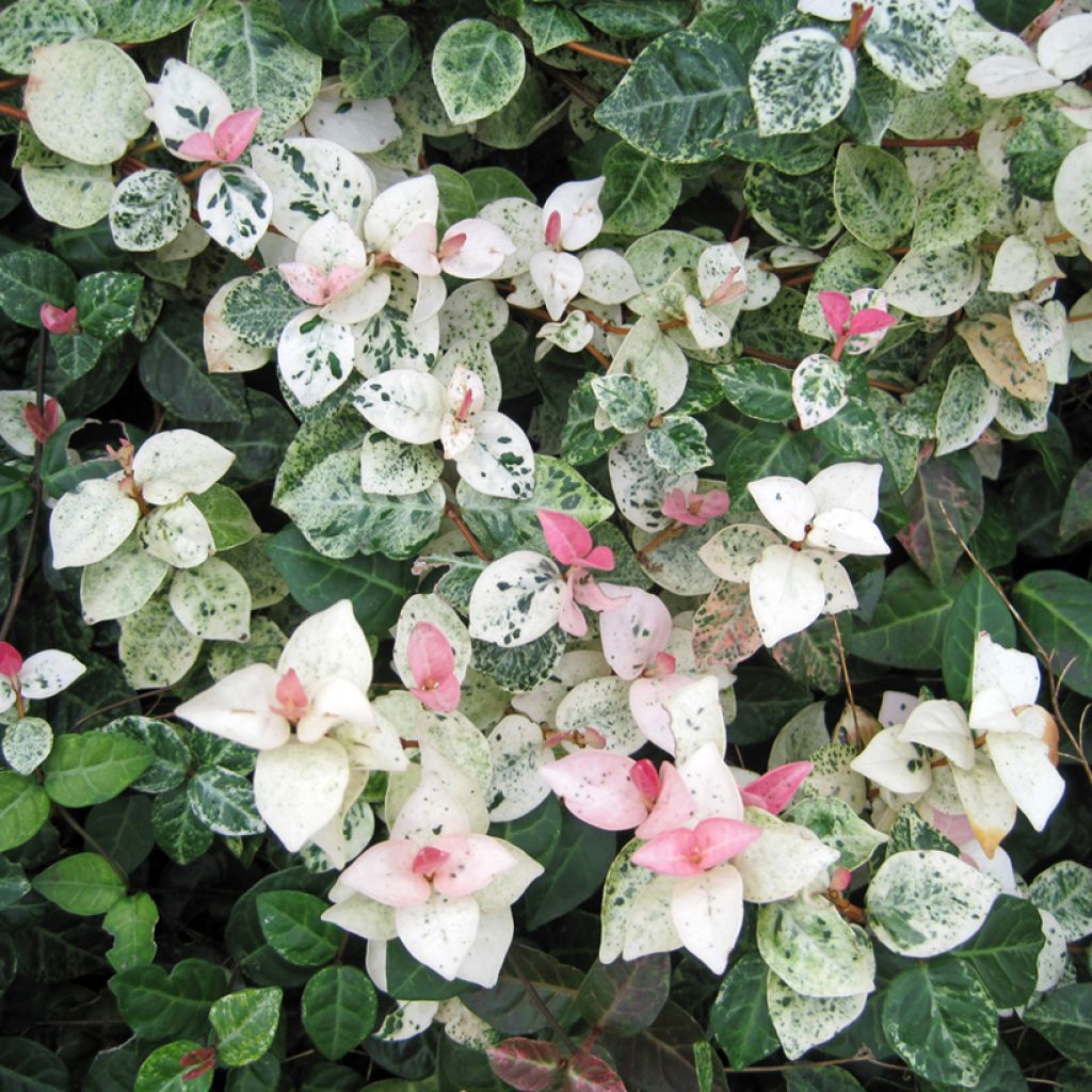 Gelber Sternjasmin Tricolor - Trachelospermum