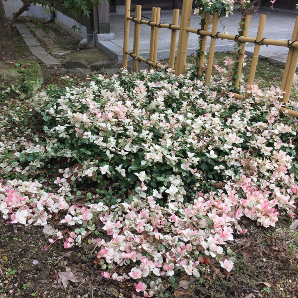Gelber Sternjasmin Tricolor - Trachelospermum