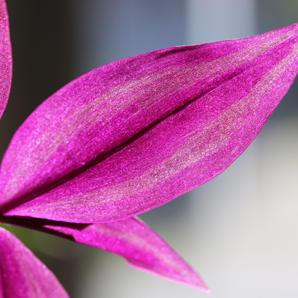 Zebrakraut - Tradescantia zebrina Pink Paradise