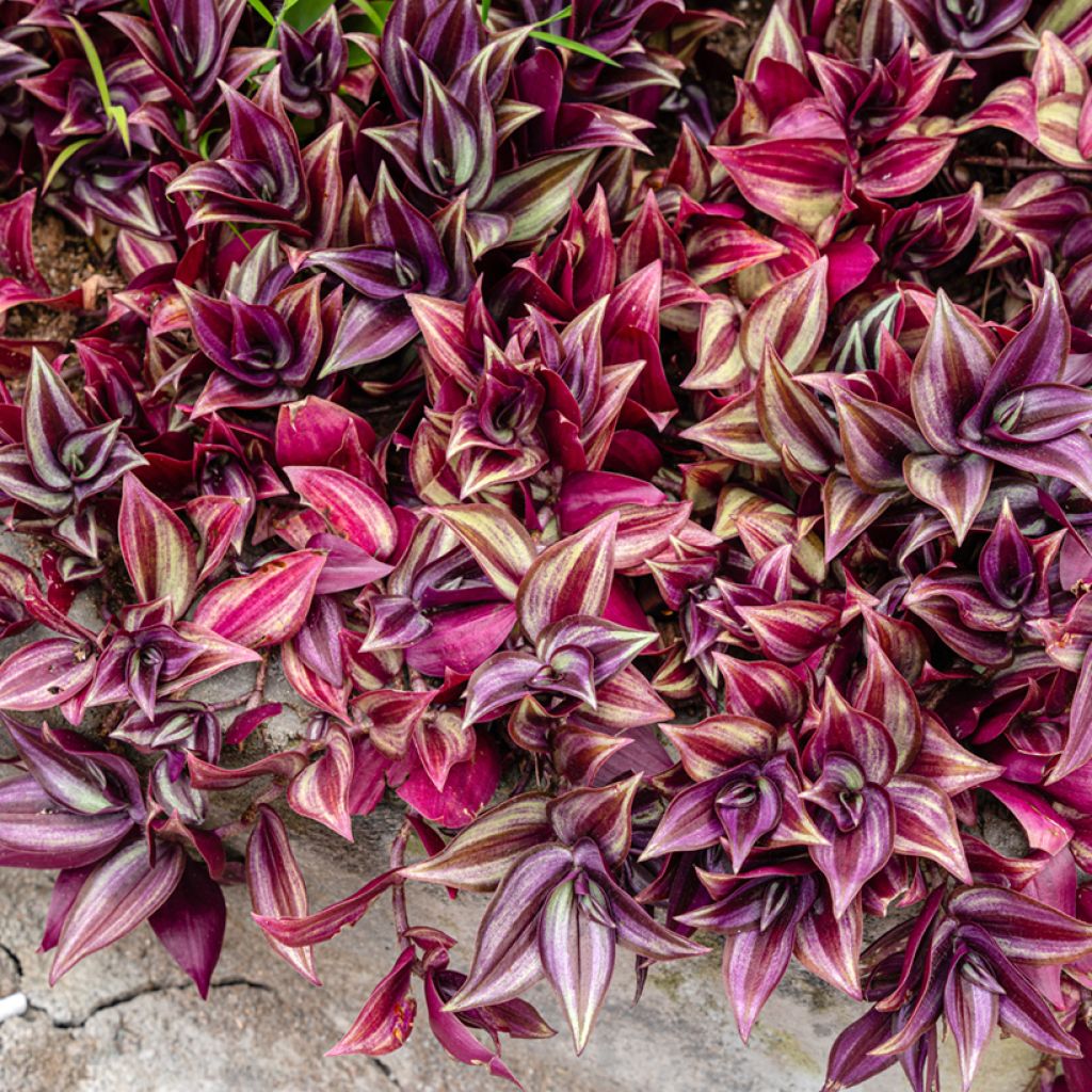 Zebrakraut - Tradescantia zebrina Pink Paradise