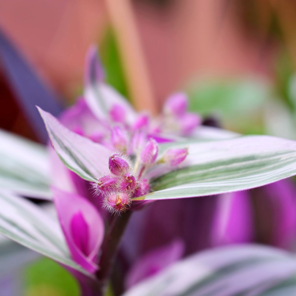 Dreimasterblumen - Tradescantia cerinthoides Sweetness
