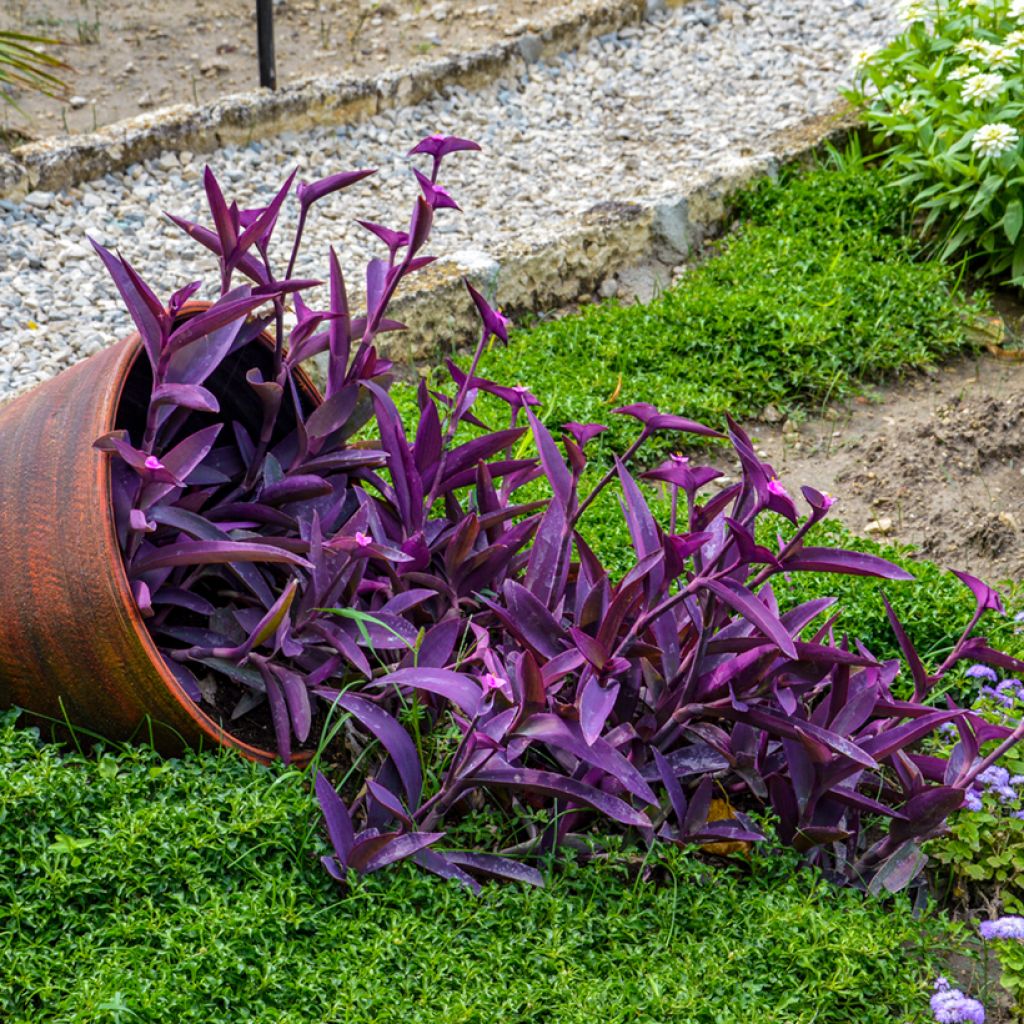 Mexikanische Dreimasterblume - Tradescantia pallida Purple Heart
