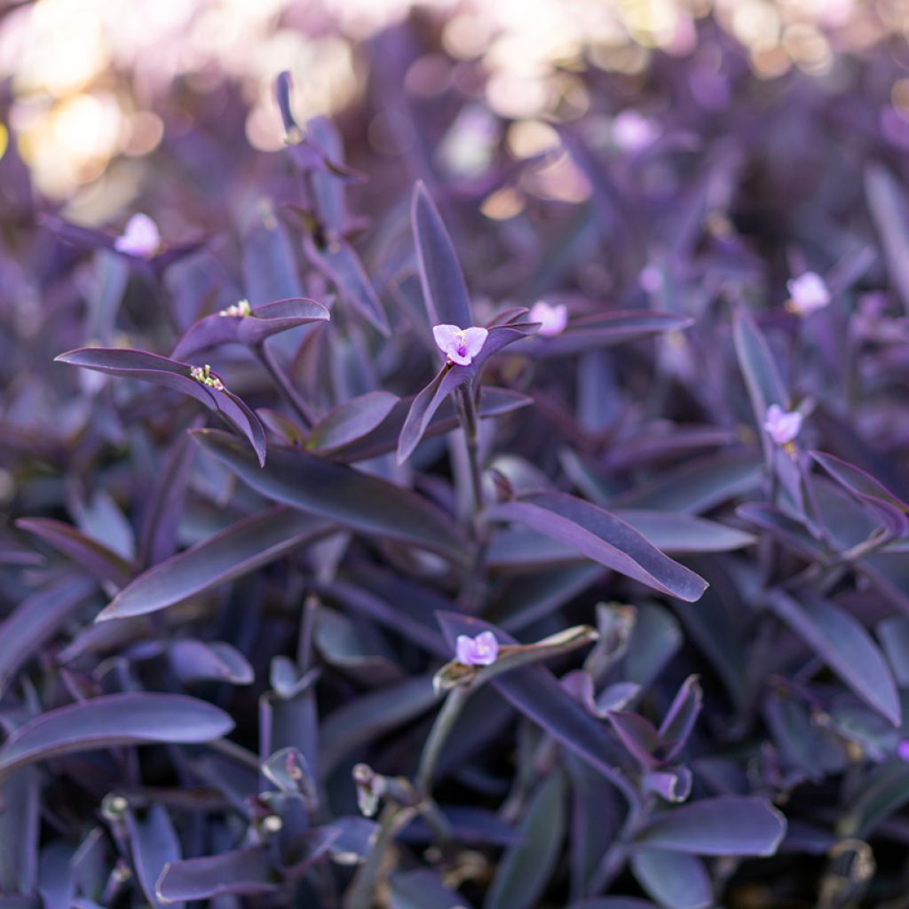 Mexikanische Dreimasterblume - Tradescantia pallida Purple Heart