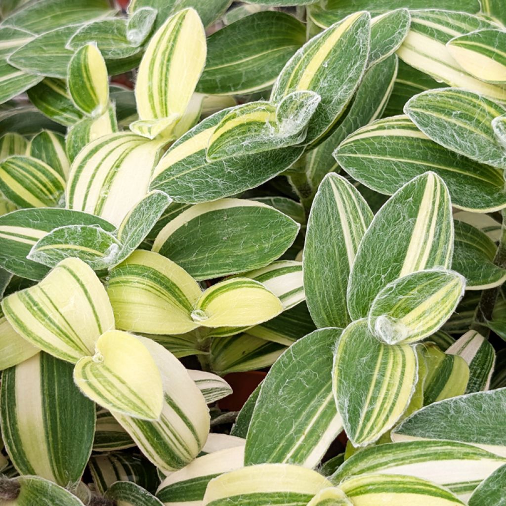 Dreimasterblumen - Tradescantia sillamontana Variegata