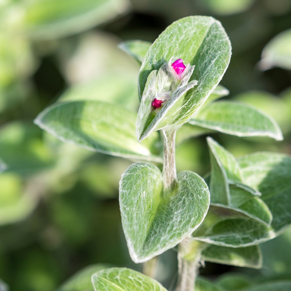 Dreimasterblumen - Tradescantia sillamontana