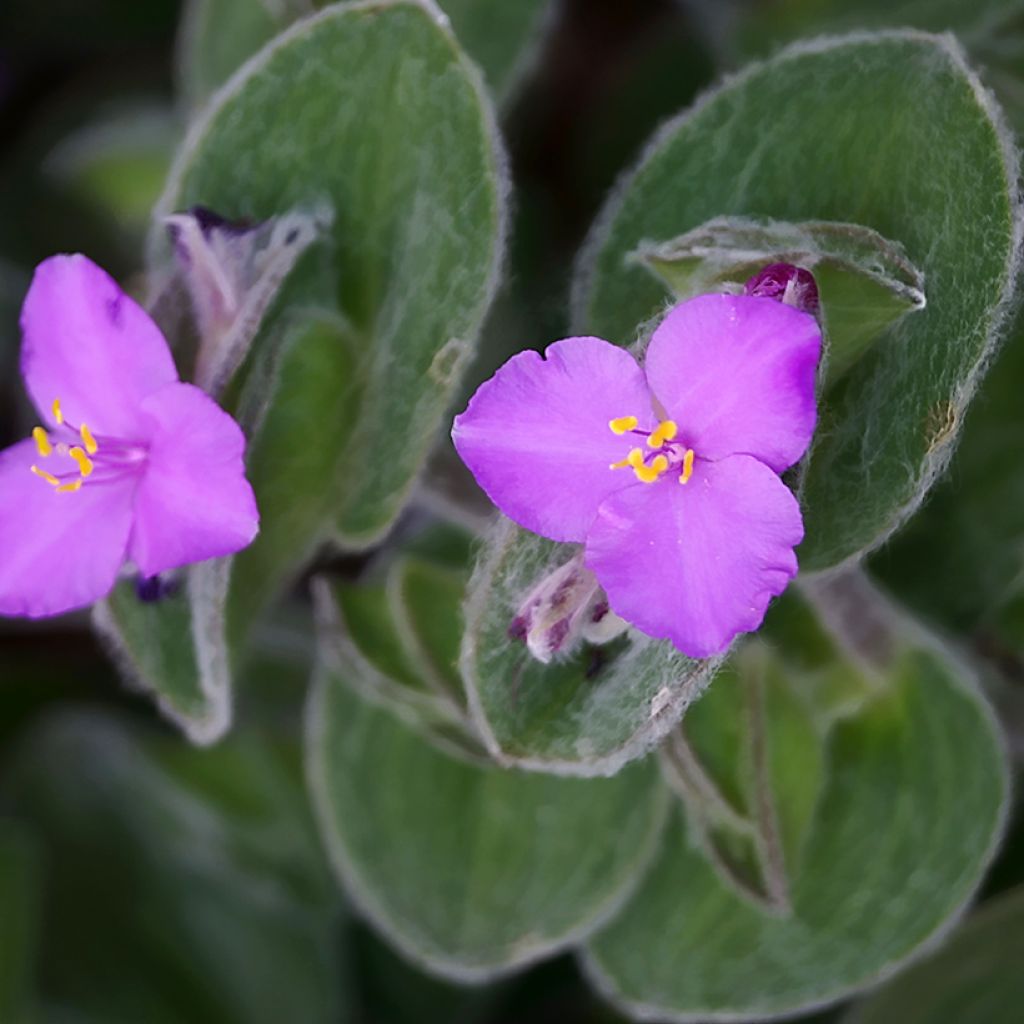 Dreimasterblumen - Tradescantia sillamontana