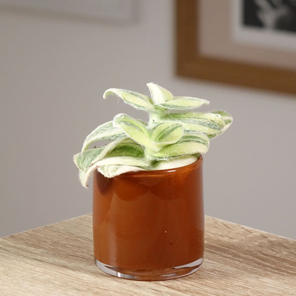 Dreimasterblumen - Tradescantia Brightness