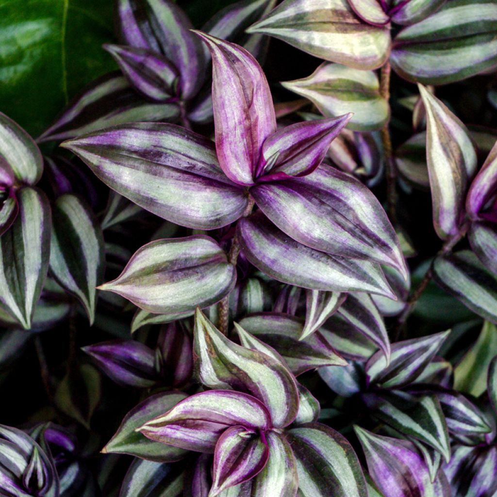 Zebrakraut - Tradescantia zebrina Pink Joy