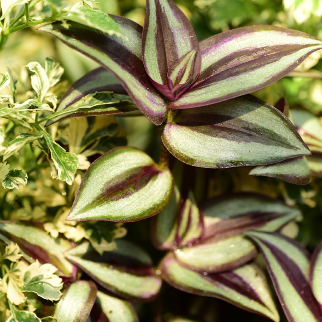 Zebrakraut - Tradescantia zebrina Pink Joy