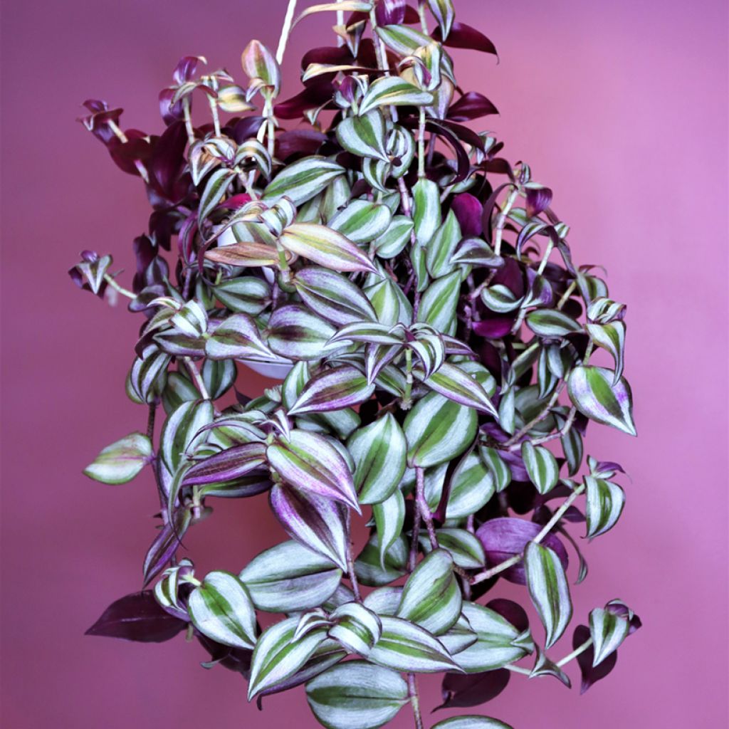 Zebrakraut - Tradescantia zebrina Pink Joy