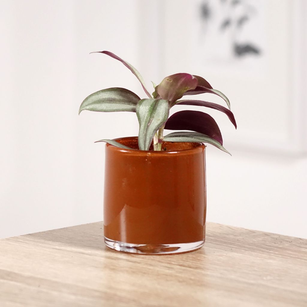 Zebrakraut - Tradescantia zebrina Pink Joy