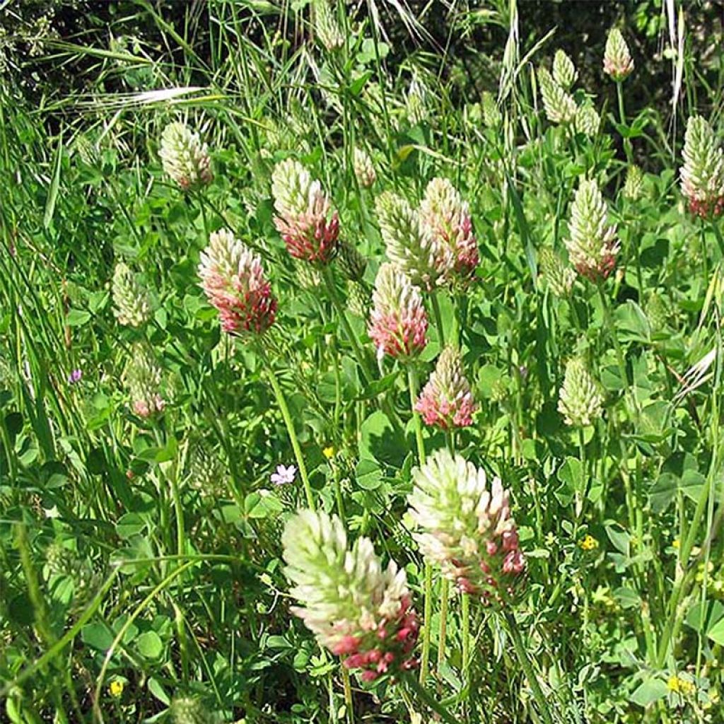 Ägyptischer Klee - Trifolium alexandrinum