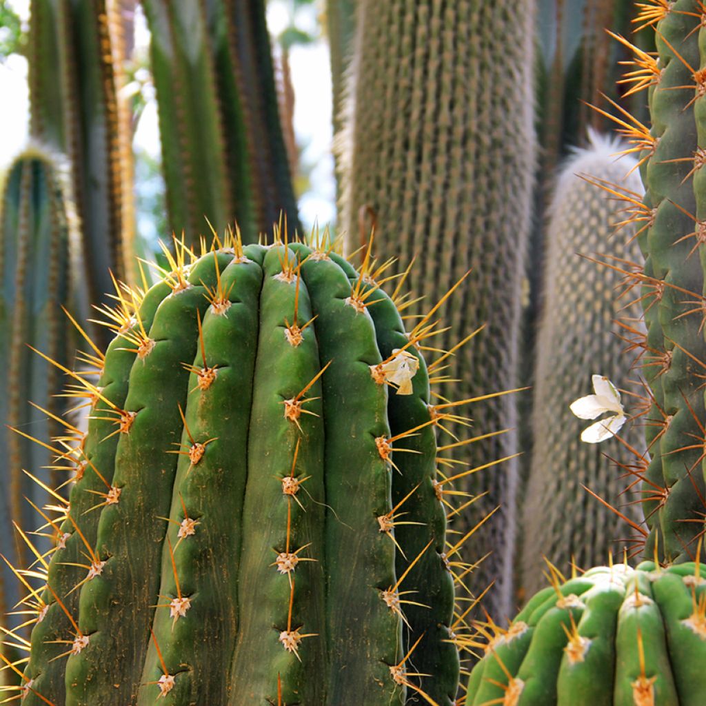Trichocereus terscheckii - Kaktus
