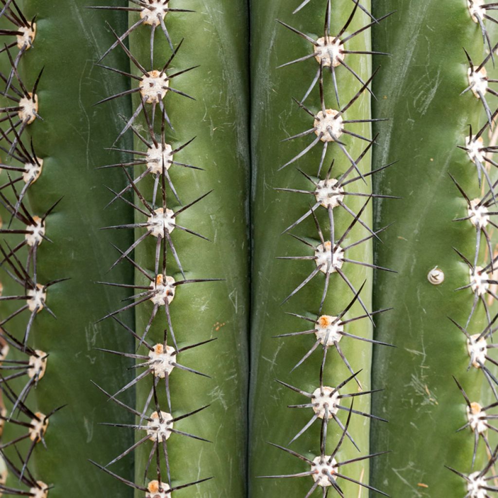 Trichocereus terscheckii - Kaktus