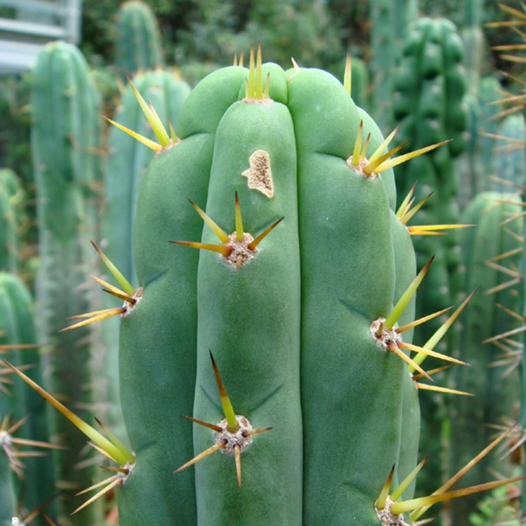 Trichocereus cuzcoensis - Kaktus