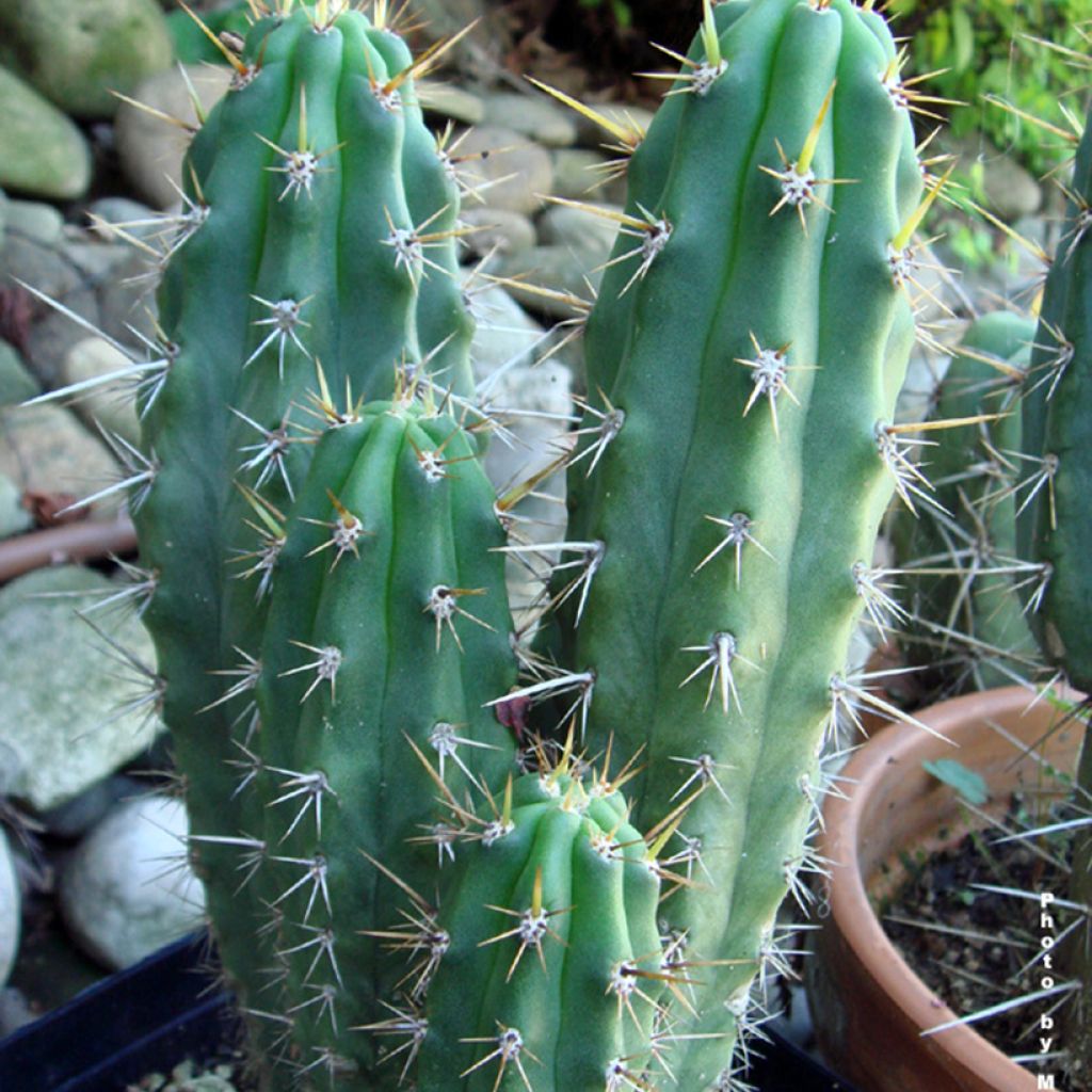 Trichocereus cuzcoensis - Kaktus