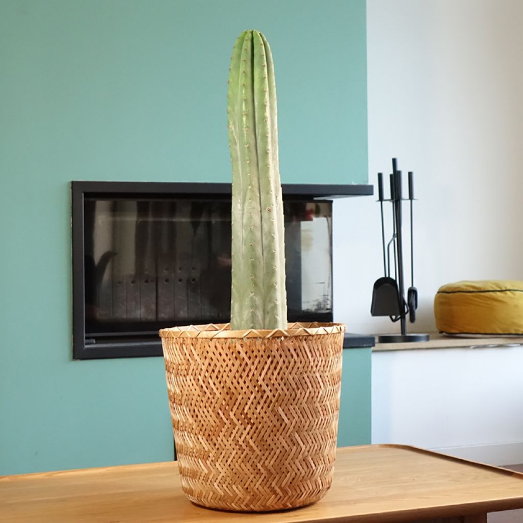 San-Pedro-Kaktus - Trichocereus pachanoi