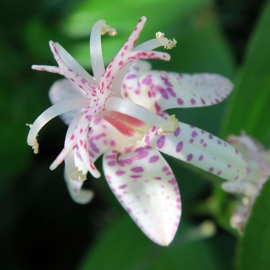 Tricyrtis macropoda - Krötenlilie