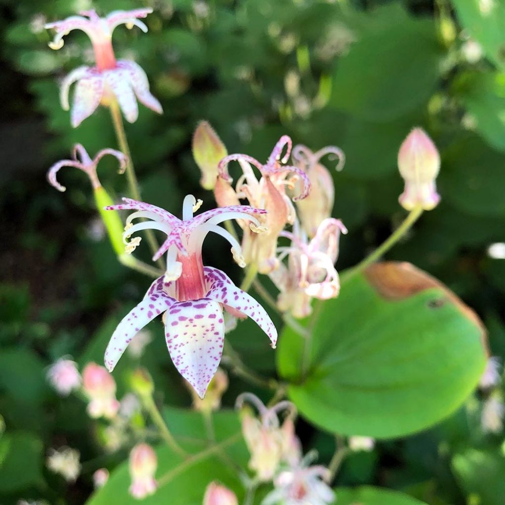 Tricyrtis macropoda - Krötenlilie