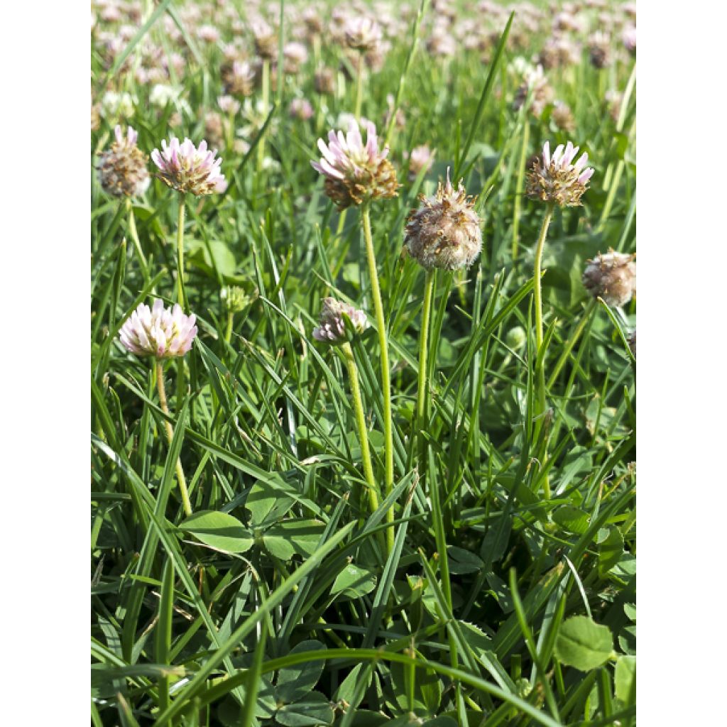 Trifolium fragiferum - Trèfle porte-fraise