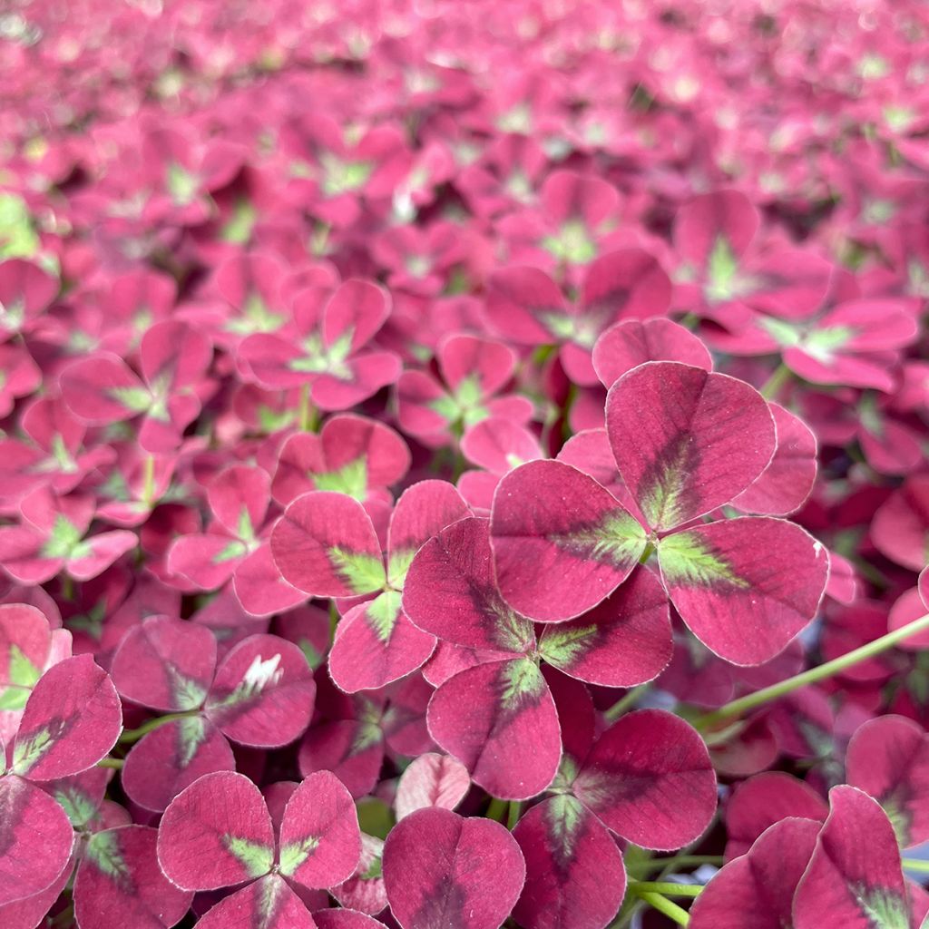 Weiß-Klee - Trifolium repens Angel Clover Beauty