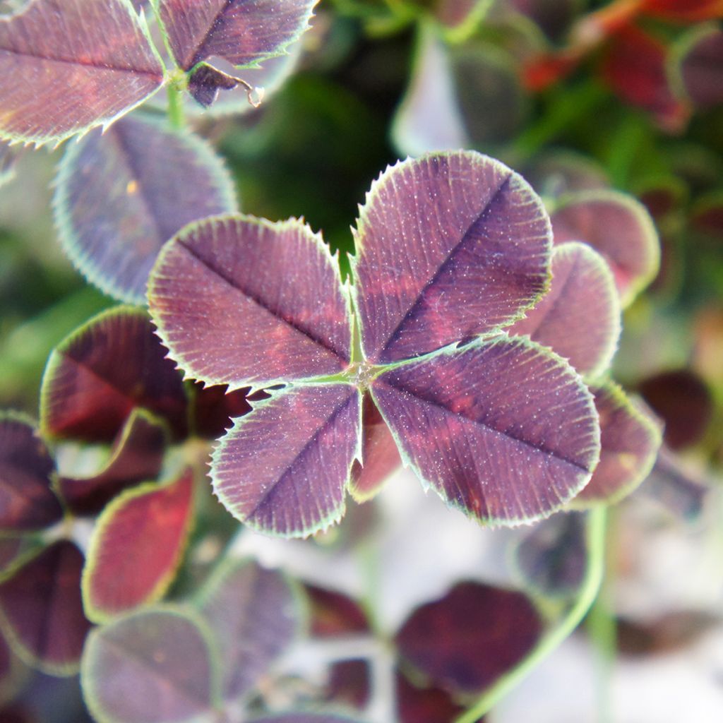 Weiß-KleeQuadrifolium Purpureum - Trifolium repens