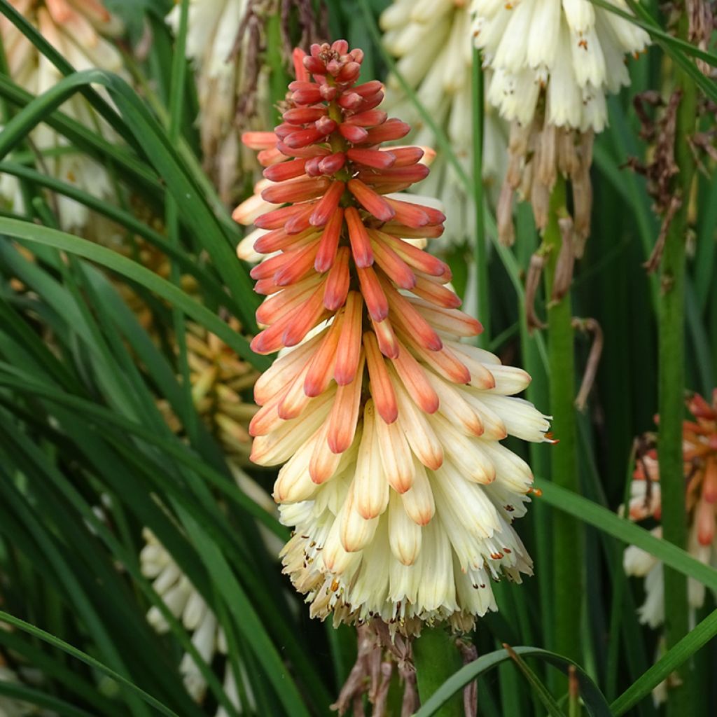 Garten-Fackellilie Orange Vanilla Popsicle - Kniphofia uvaria