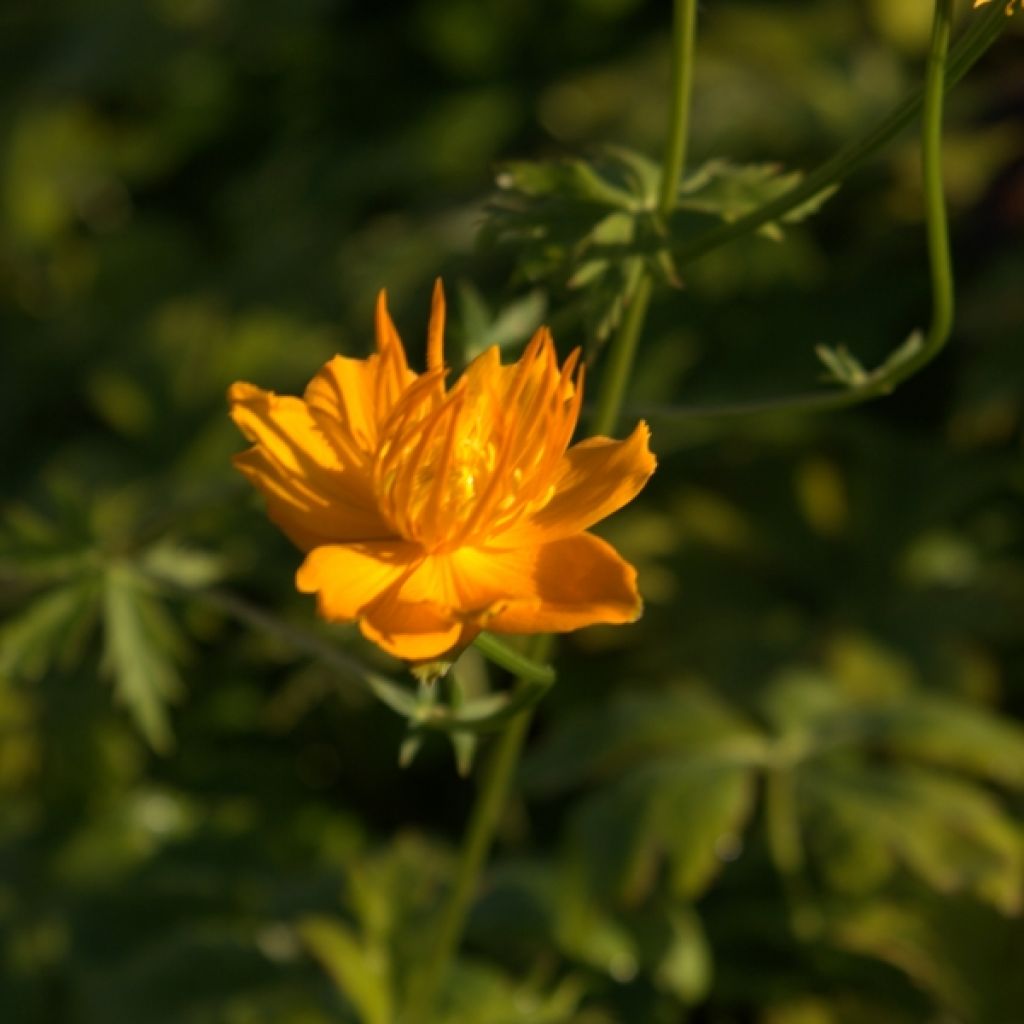 Chinesische Trollblume Golden Queen - Trollius chinensis