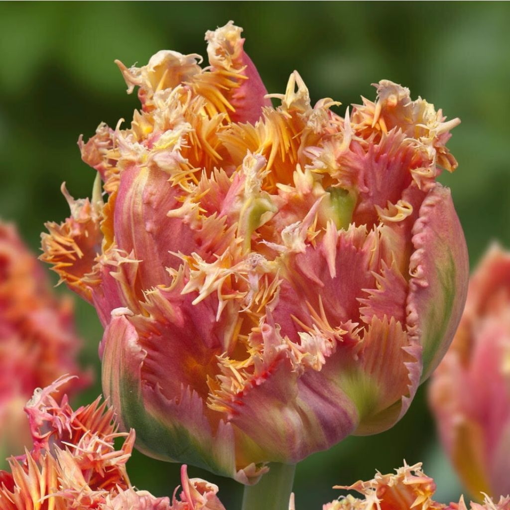 Gefranste Tulpe Esprit