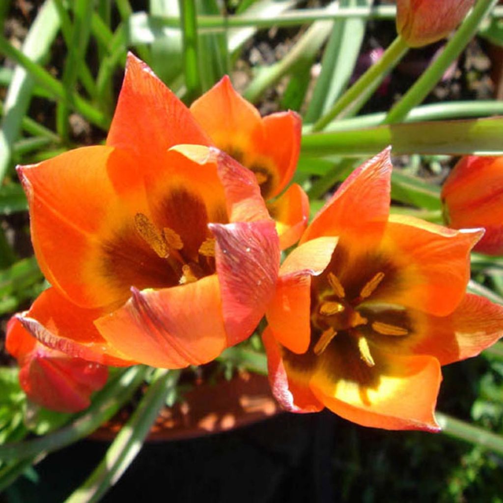Balkan-tulpe Little Princess