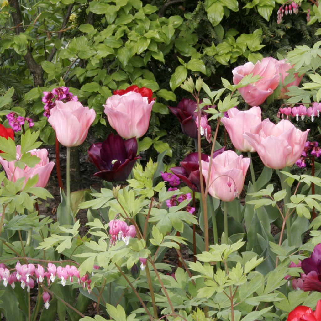 Triumph-Tulpe Beauty Queen