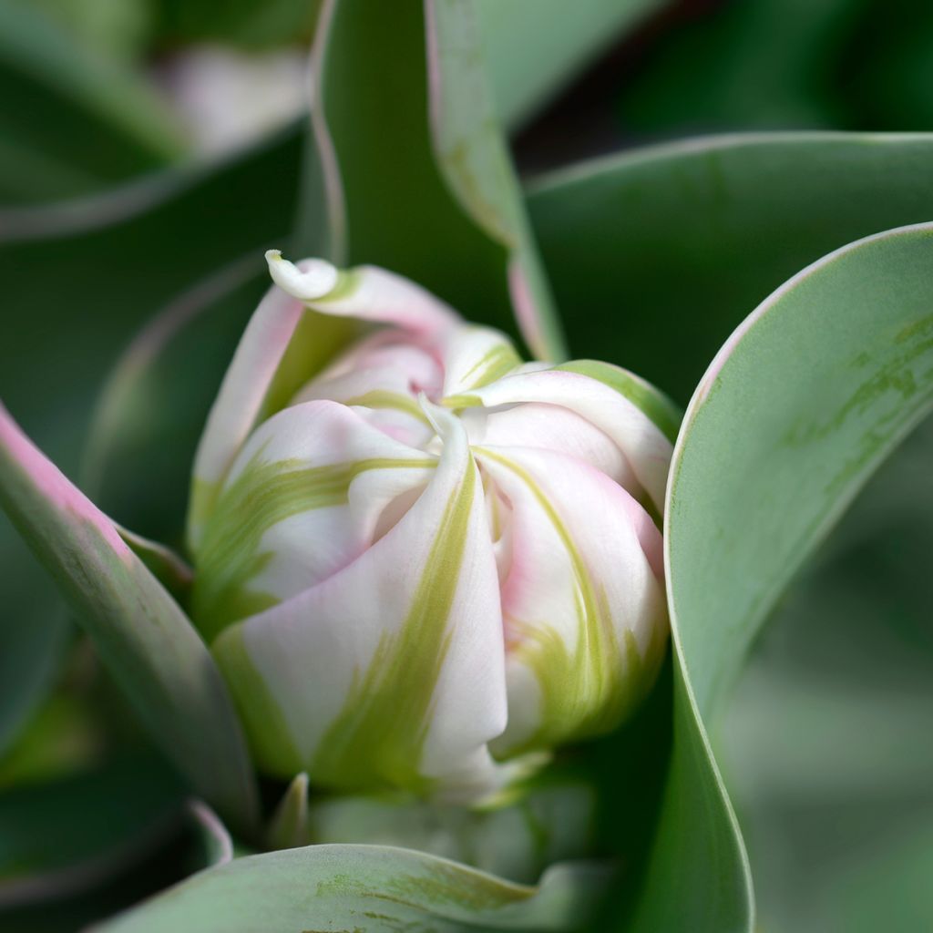 Frühe Gefüllte Tulpe Flashpoint