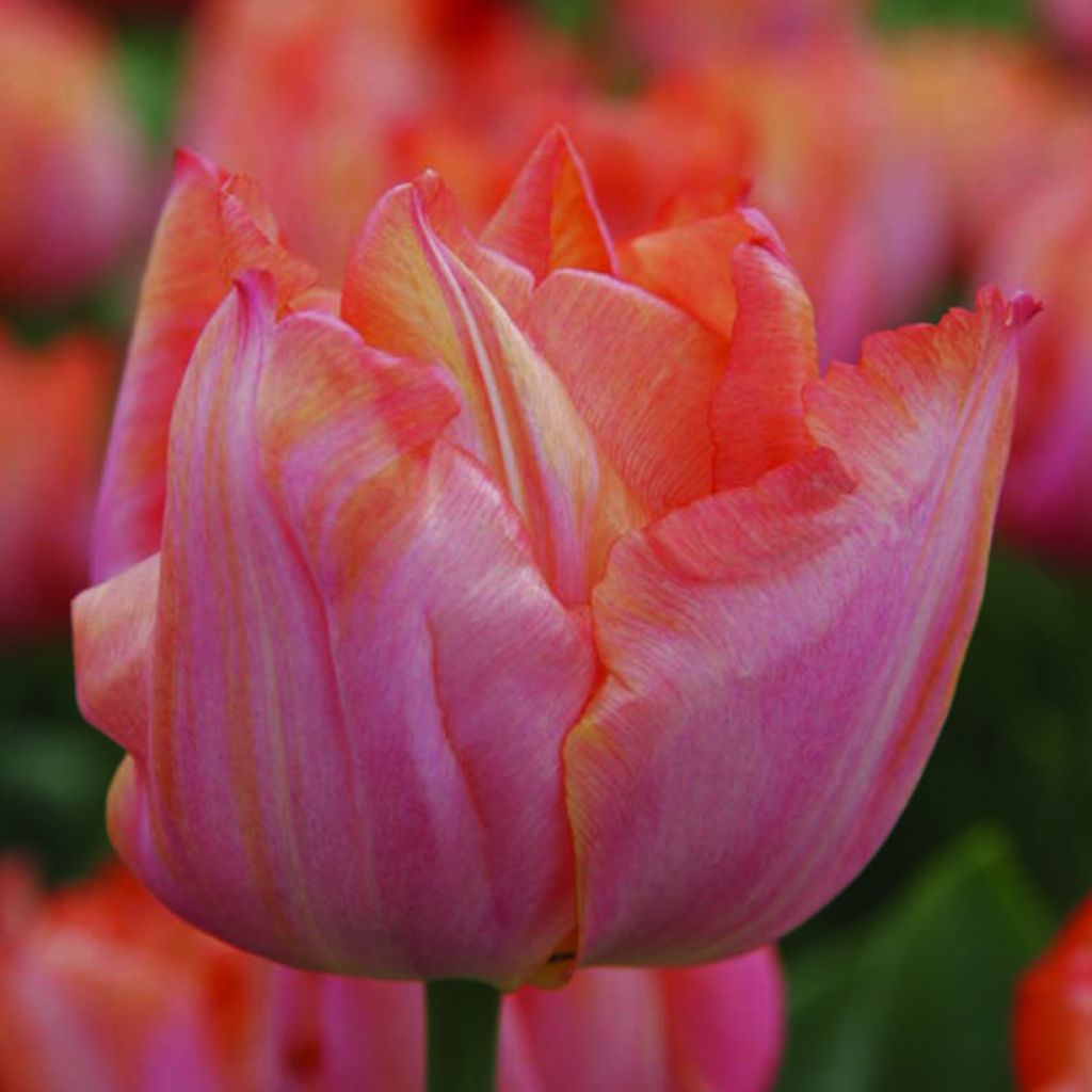 Triumph-Tulpe Jochem