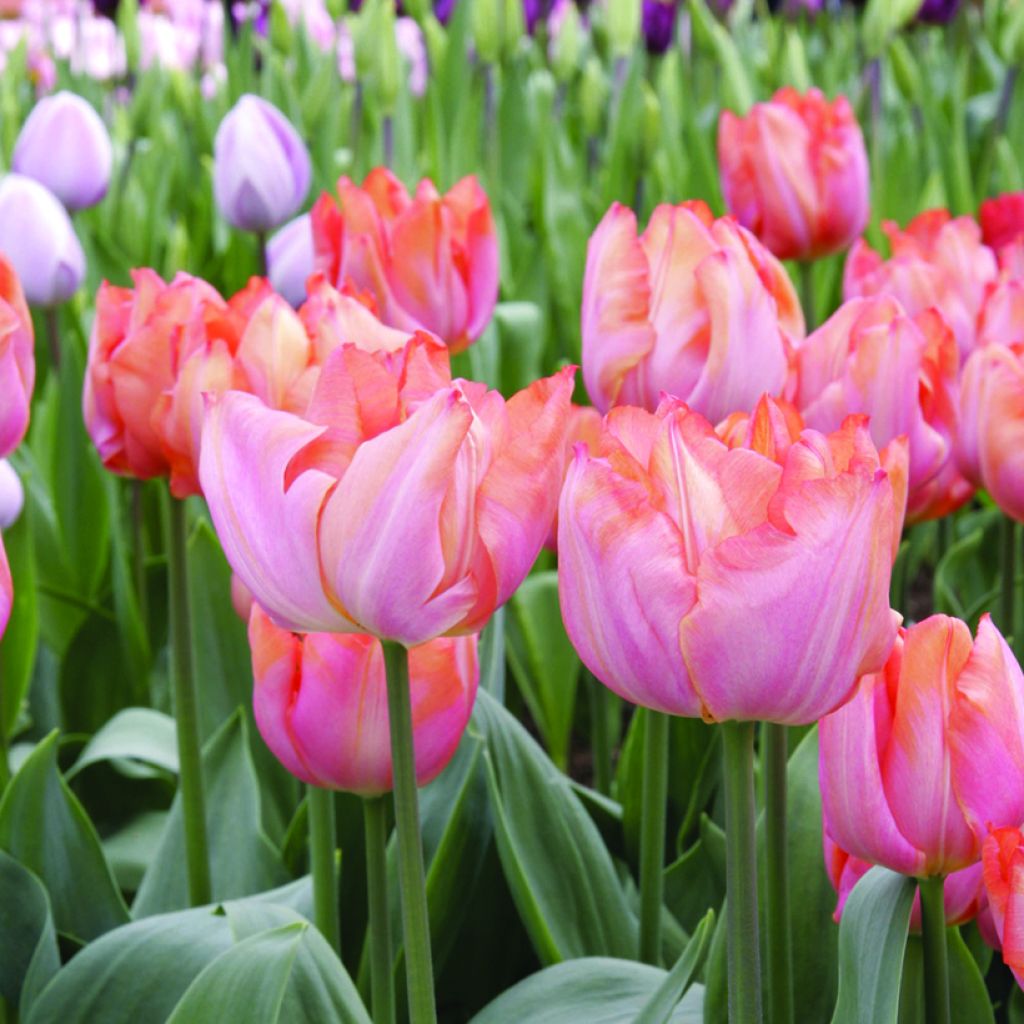 Triumph-Tulpe Jochem