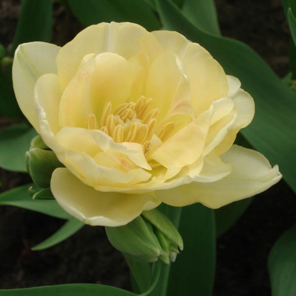 Späte Gefüllte Tulpe Apricot Angelique