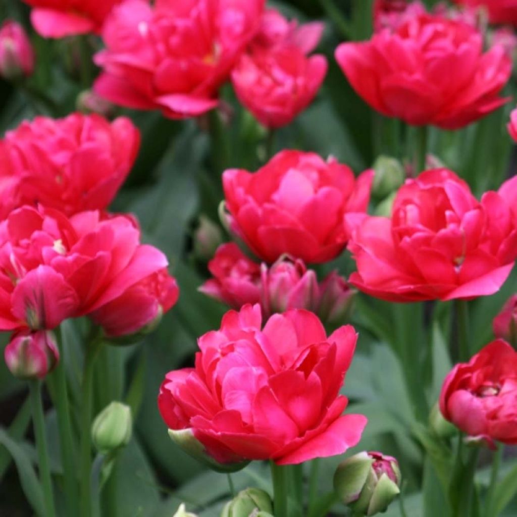 Frühe Gefüllte Tulpe Bearing Point