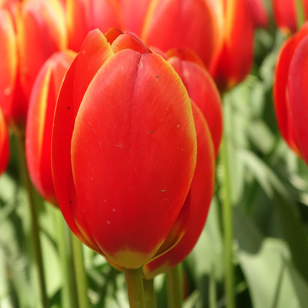 Darwin-Hybrid-Tulpe World's Favourite