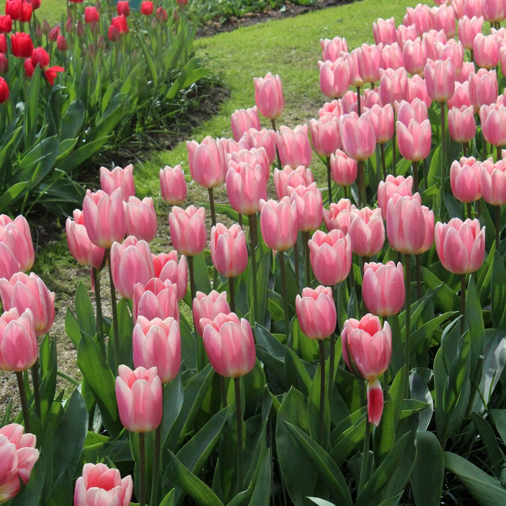 Darwin-Hybrid-Tulpe Apricot Delight