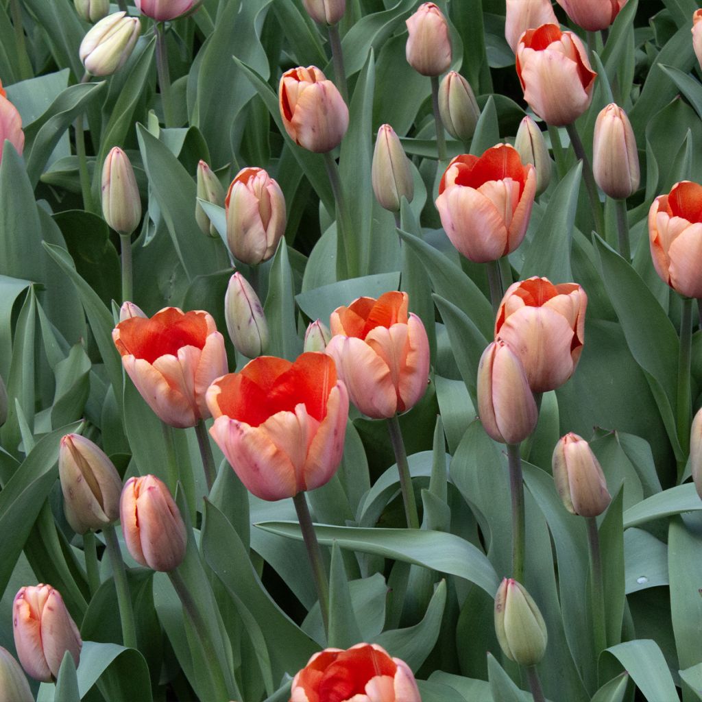 Darwin-Hybrid-Tulpe Apricot Impression