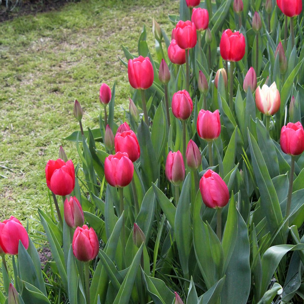 Darwin-Hybrid-Tulpe Cherry Delight