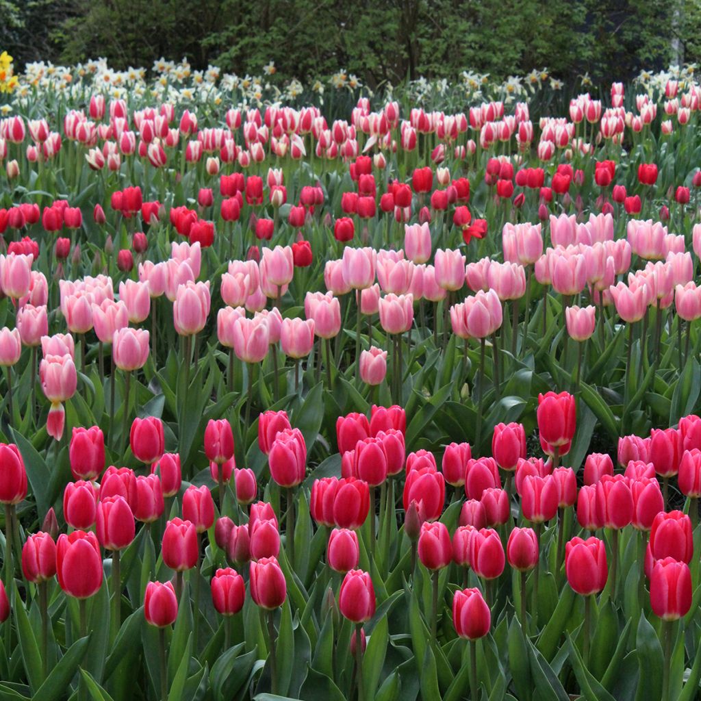 Darwin-Hybrid-Tulpe Cherry Delight