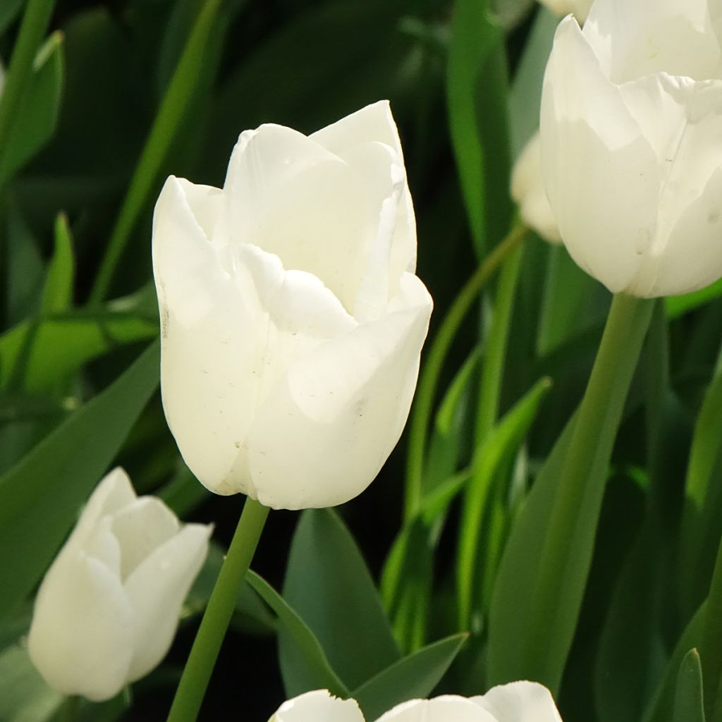 Darwin-Hybrid-Tulpe Hakuun