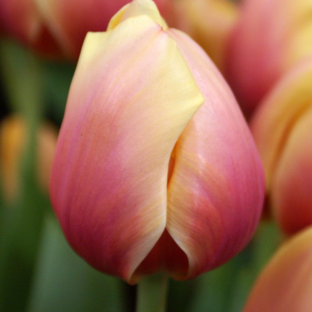 Darwin-Hybrid-Tulpe Marit